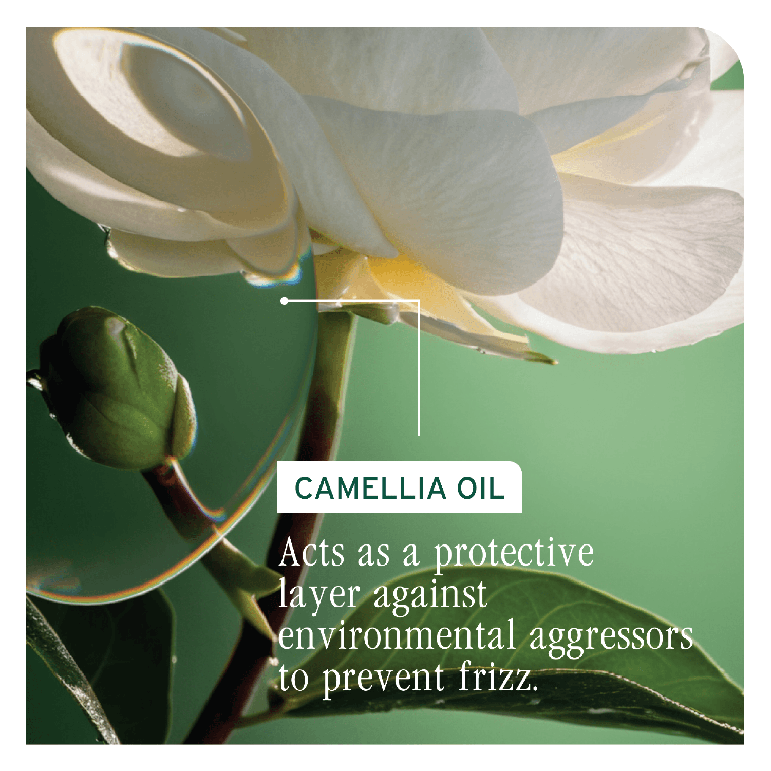 Biolage Smooth Proof Conditioner 236ml