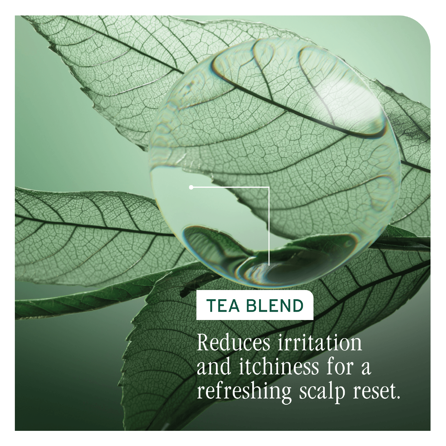 Biolage Scalp Sync Universal Conditioner 236ml